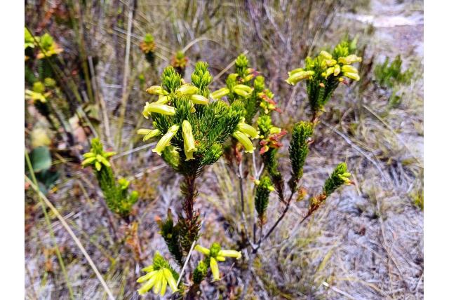 Heide met lange kelkbladen Heide met lange kelkbladen