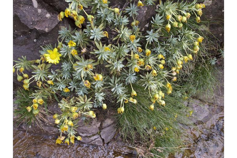 Euryops acraeus -8433