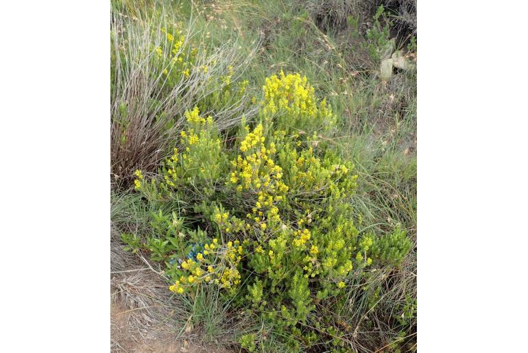 Euryops annae -8434
