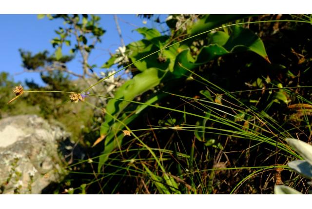 Kaneel ficinia Kaneel ficinia