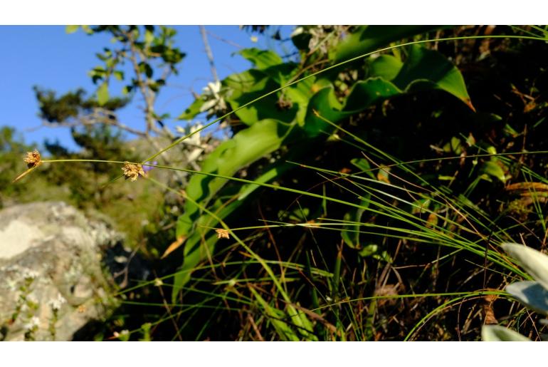 Ficinia cinnamomea 8440