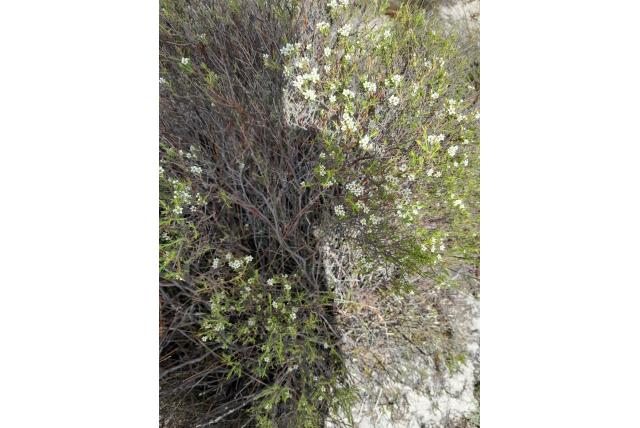 Kleine steeltjes diosma