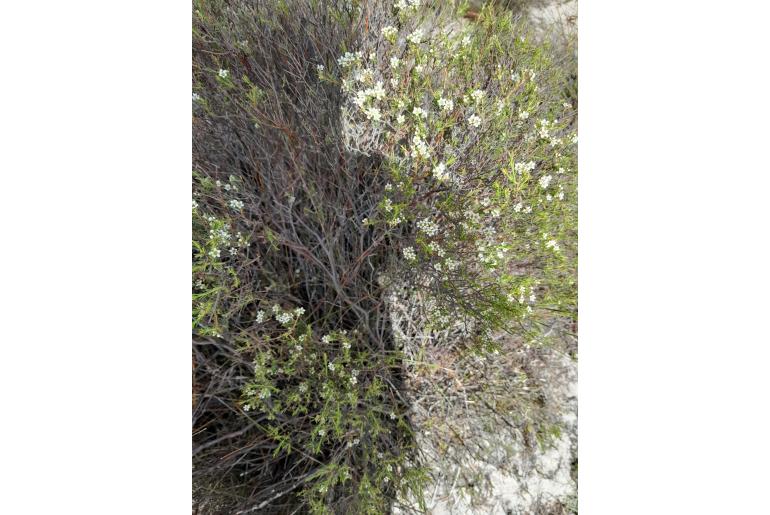 Diosma pedicellata&nbsp;8442