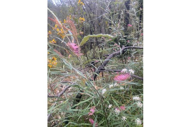 Fern blad grevillea