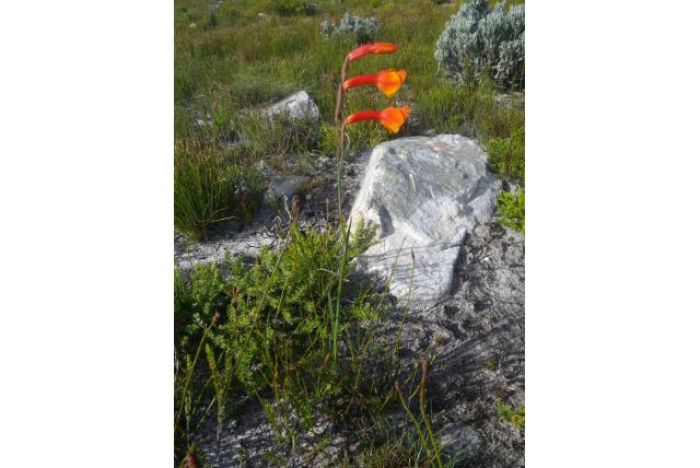 Kaap de Goede Hoop Gladiolus
