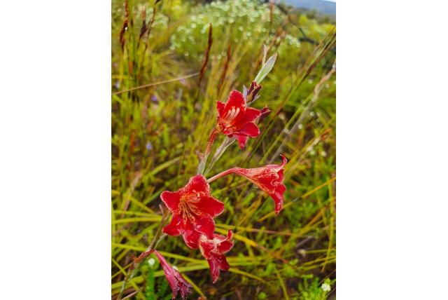 Emily's Gladiolus Emily's Gladiolus