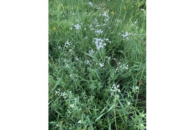 Pyreneën duizendblad Pyreneën duizendblad