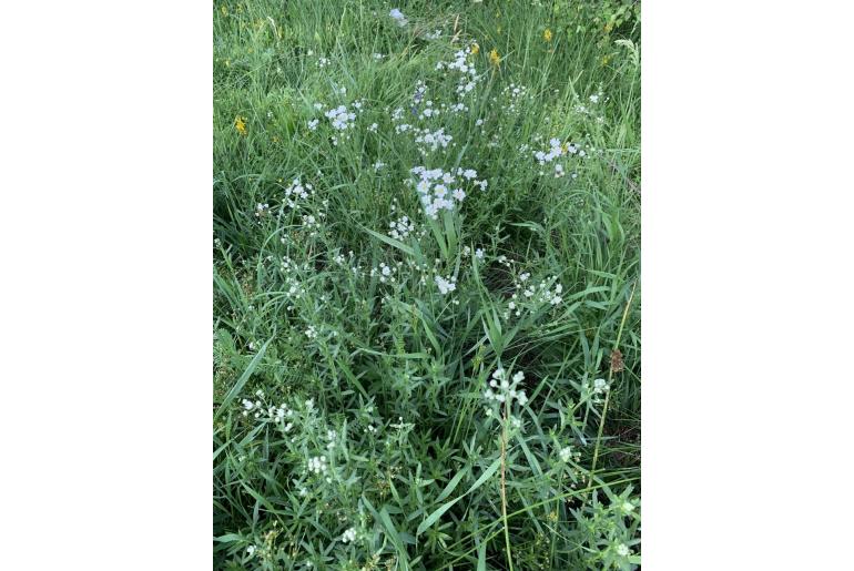 Achillea pyrenaica Achillea pyrenaica -8453