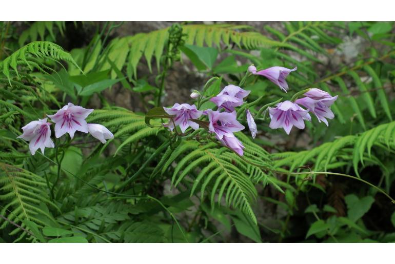 Gladiolus geardii 8457