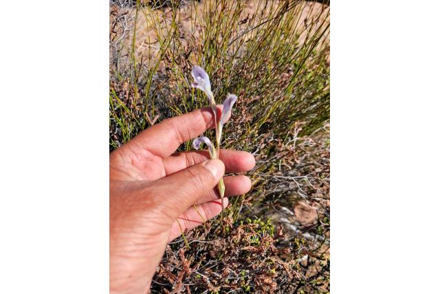 Kamiesberg gladiolus Kamiesberg gladiolus