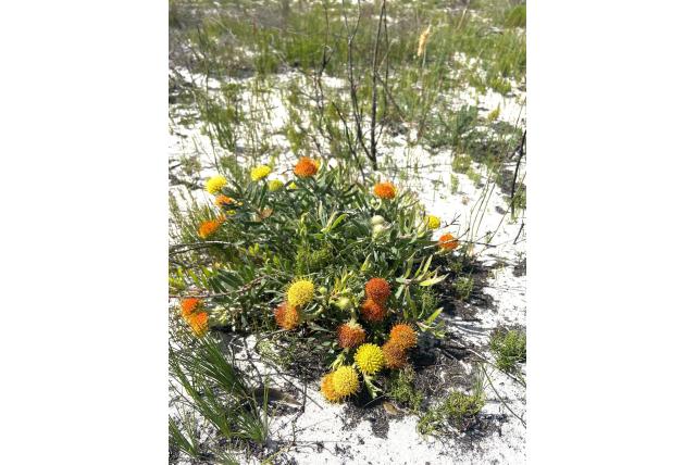 Uitgestrekte speldenkussen Uitgestrekte speldenkussen