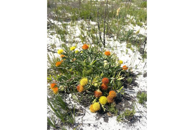 Leucospermum prostratum 8461