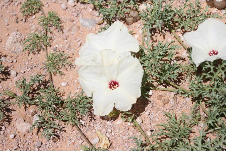 Distimake bipinnatipartitus -8464
