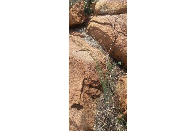 Pole Evans gladiolus Pole Evans gladiolus