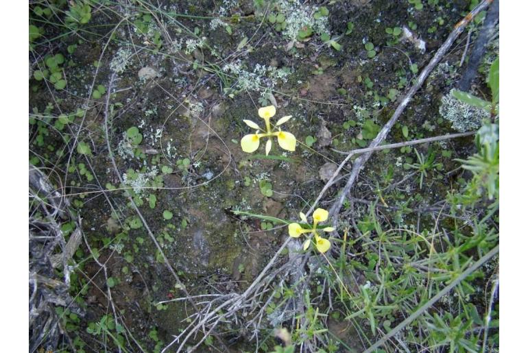 Moraea thomasiae -8466