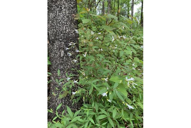 Drieblad spirea