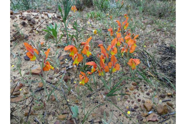 Mooiste gladiolus