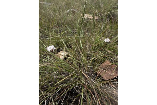 Rehmann's nerine