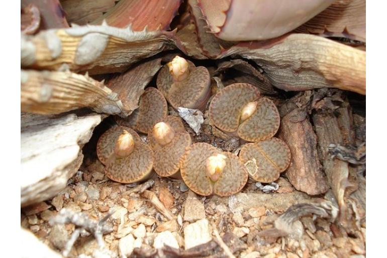 Lithops bromfieldii -8475