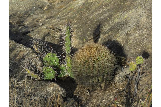 Stekel-bloem Echinopsis