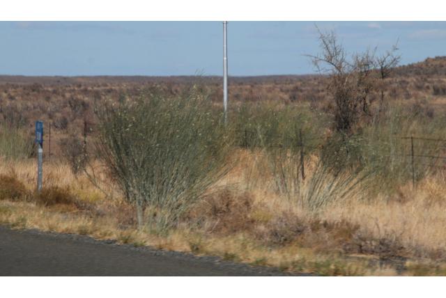 Draadachtige gomphocarpus