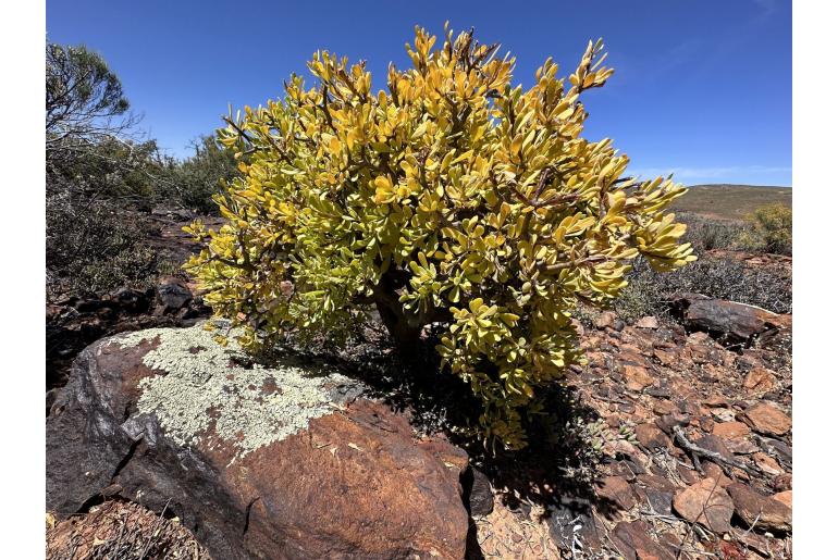 Othonna arbuscula -8482