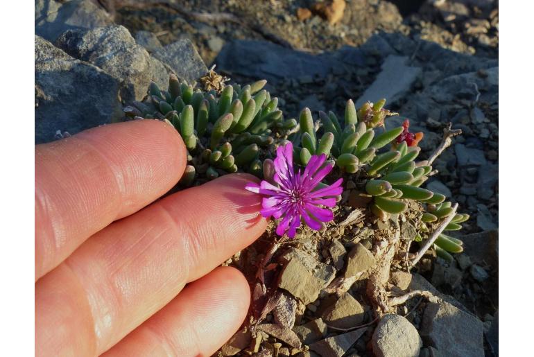 Delosperma clavipes&nbsp;8504