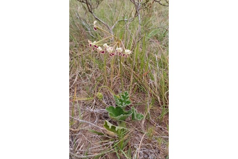 Pelargonium pulverulentum 8517