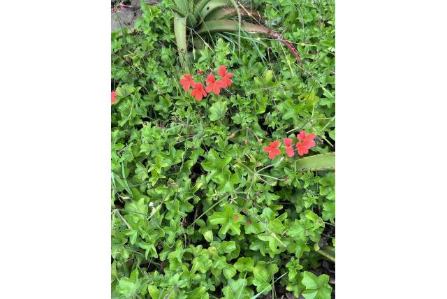 Maputaland geranium