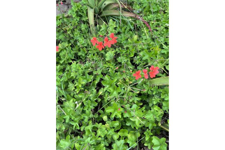 Pelargonium tongaense 8518