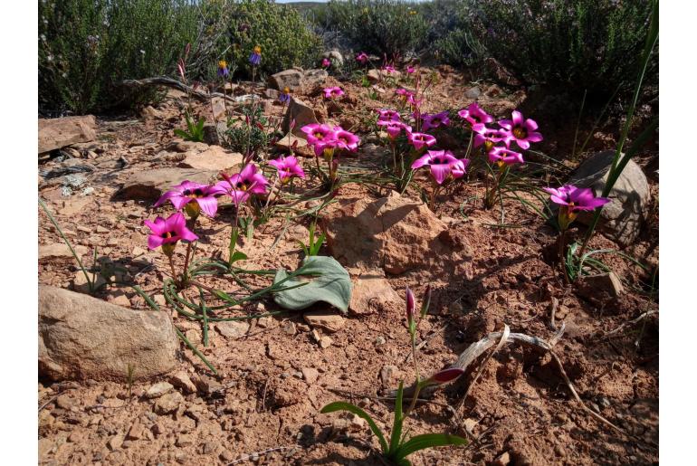 Romulea subfistulosa 8522