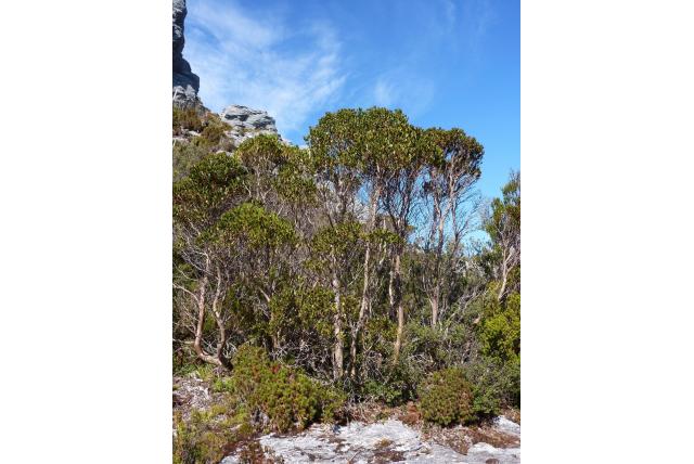 Lak Eucalyptus