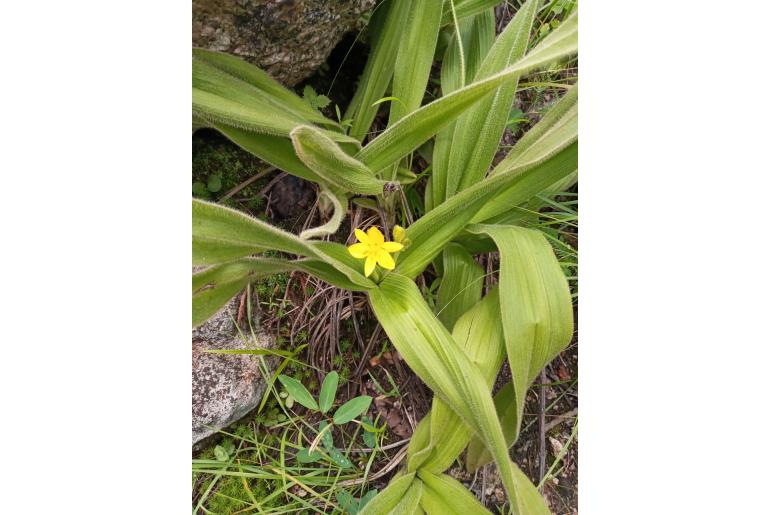 Hypoxis multiceps&nbsp;8526