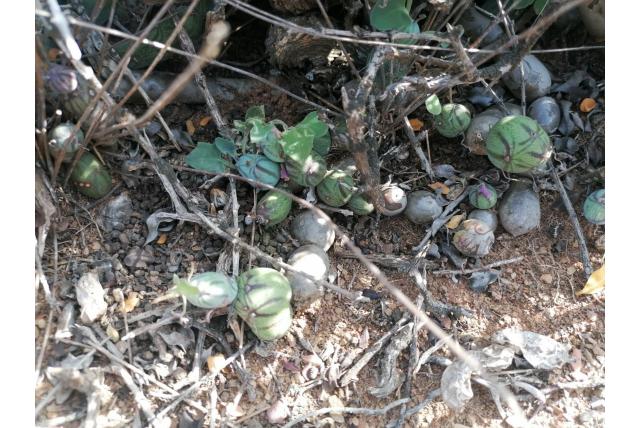 Kaarsenplant