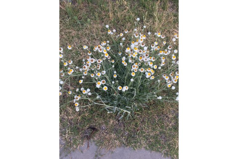 Ammobium alatum -8545