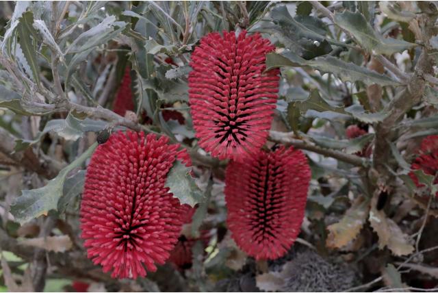 Caley's banksia