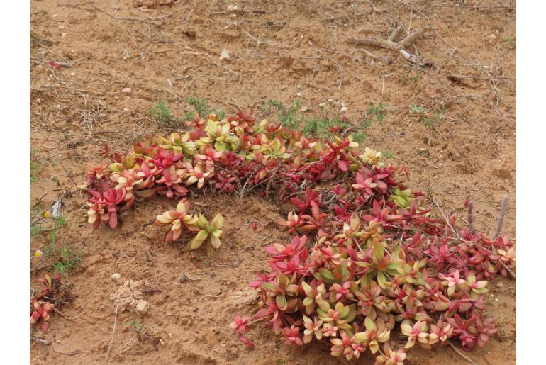 Crassula pubescens ssp radicans 8561