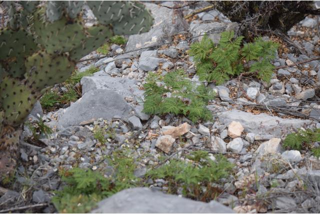 Witvoetige mantelvaren