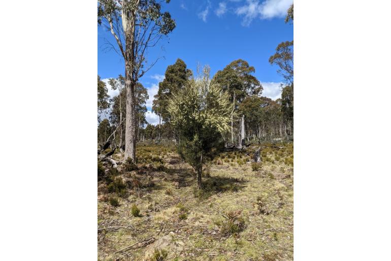 Hakea lissosperma -8575