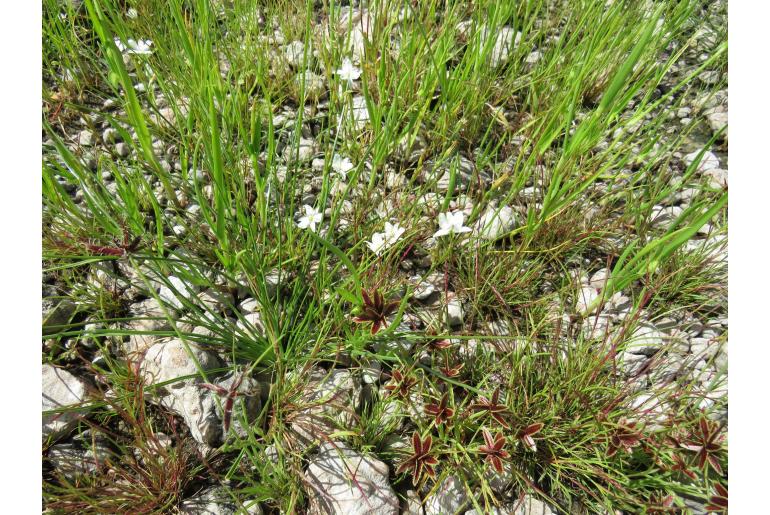 Chlorophytum calyptrocarpum&nbsp;8577