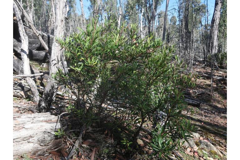 Lomatia polymorpha 8581