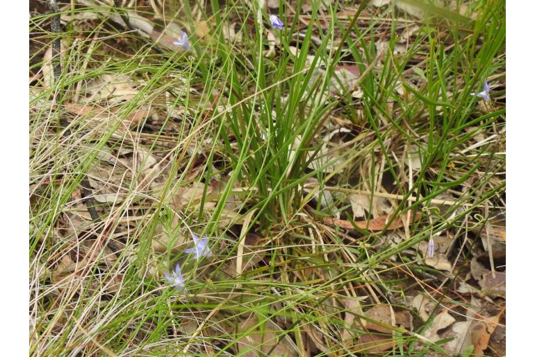 Wahlenbergia littoralis 8587