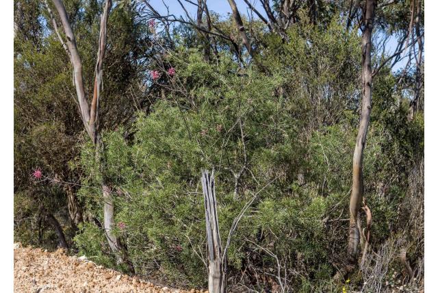 Rode-gepluimde Grevillea