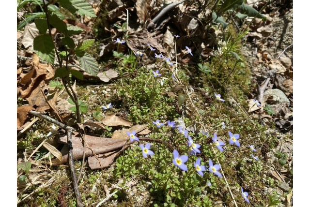 Tijmbladige houstonia