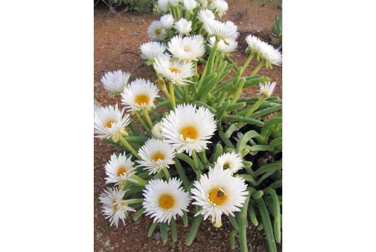 Monilaria chrysoleuca 8606