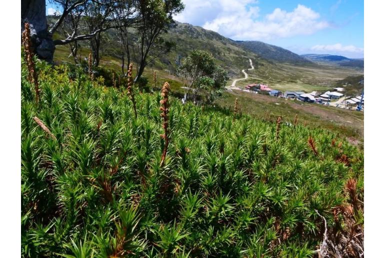 Richea continentis&nbsp;8609