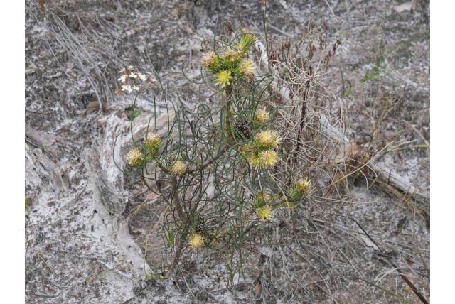 Naaldachtige petrophile