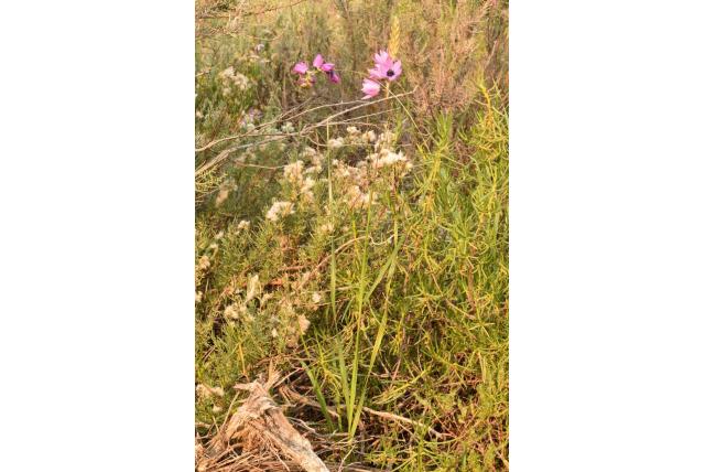 Mostert's avondbloem Mostert's avondbloem