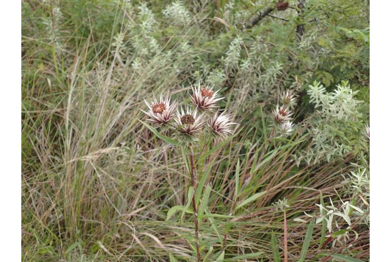 Macledium zeyheri -8630