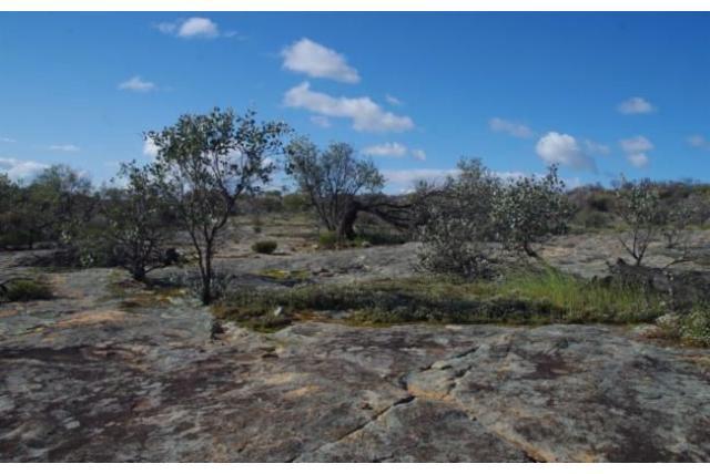 Zee-egel Hakea